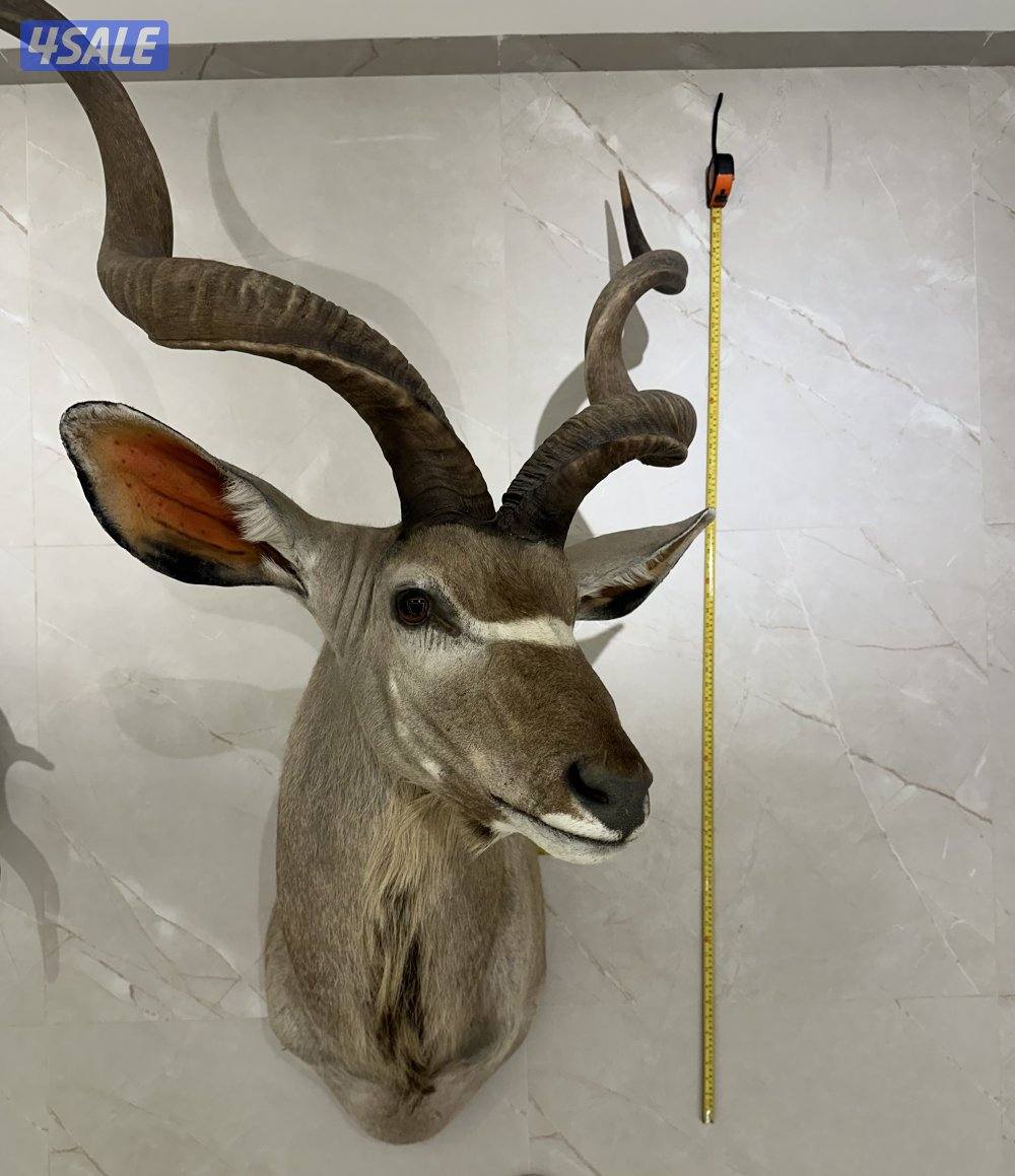 للبيع روؤس غزلان0