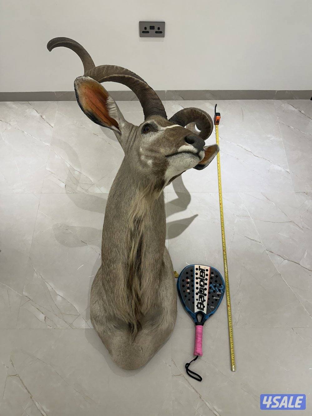 للبيع روؤس غزلان1