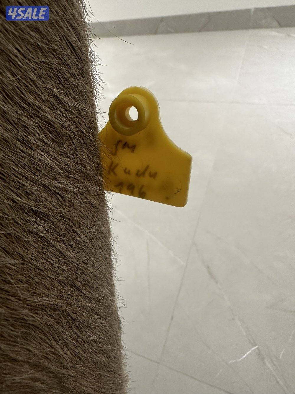 للبيع روؤس غزلان2