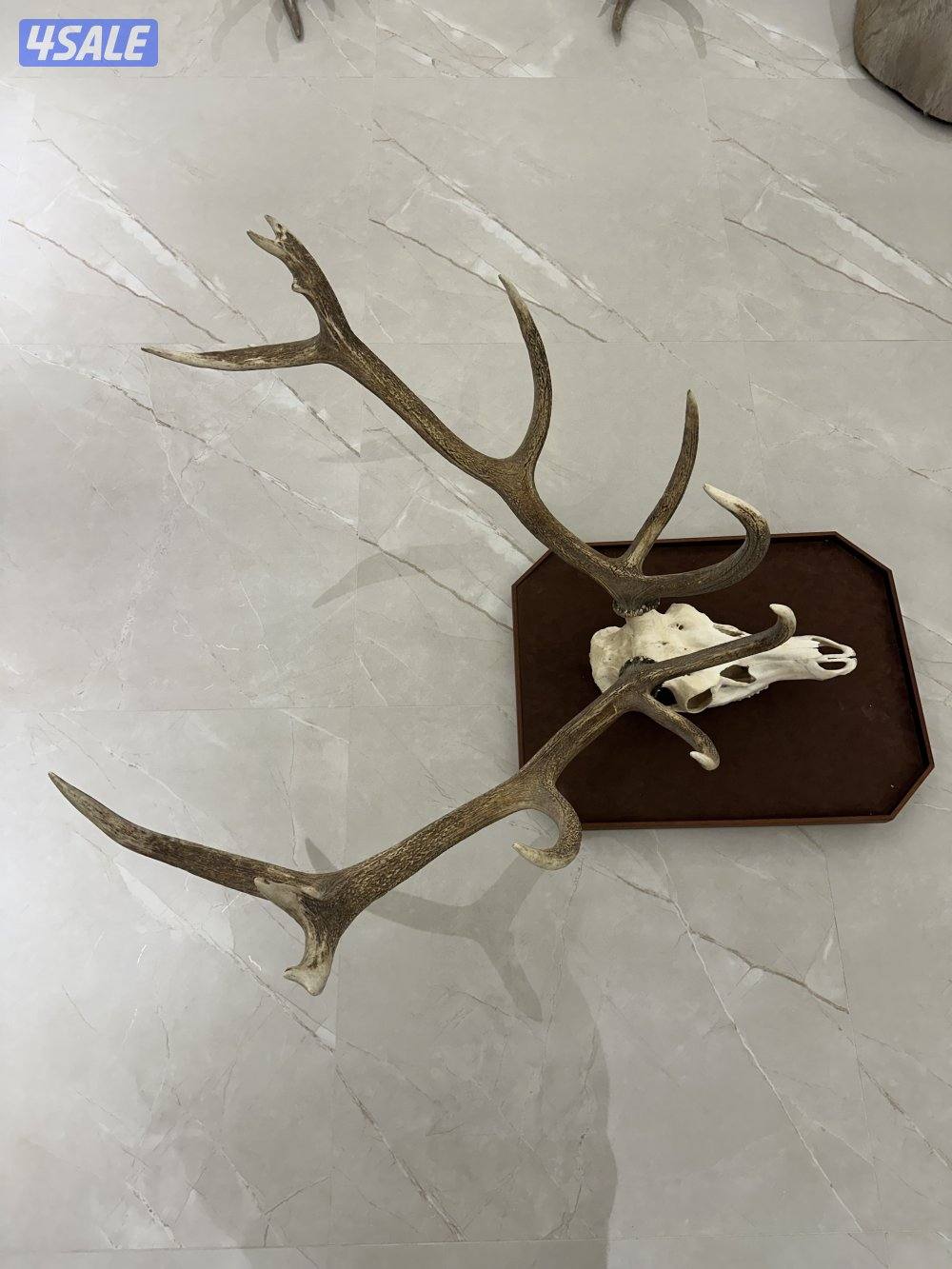 للبيع روؤس غزلان4