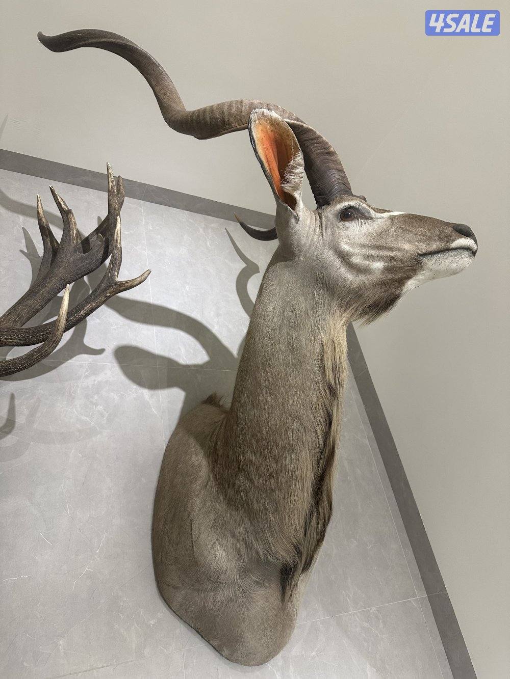 للبيع روؤس غزلان5