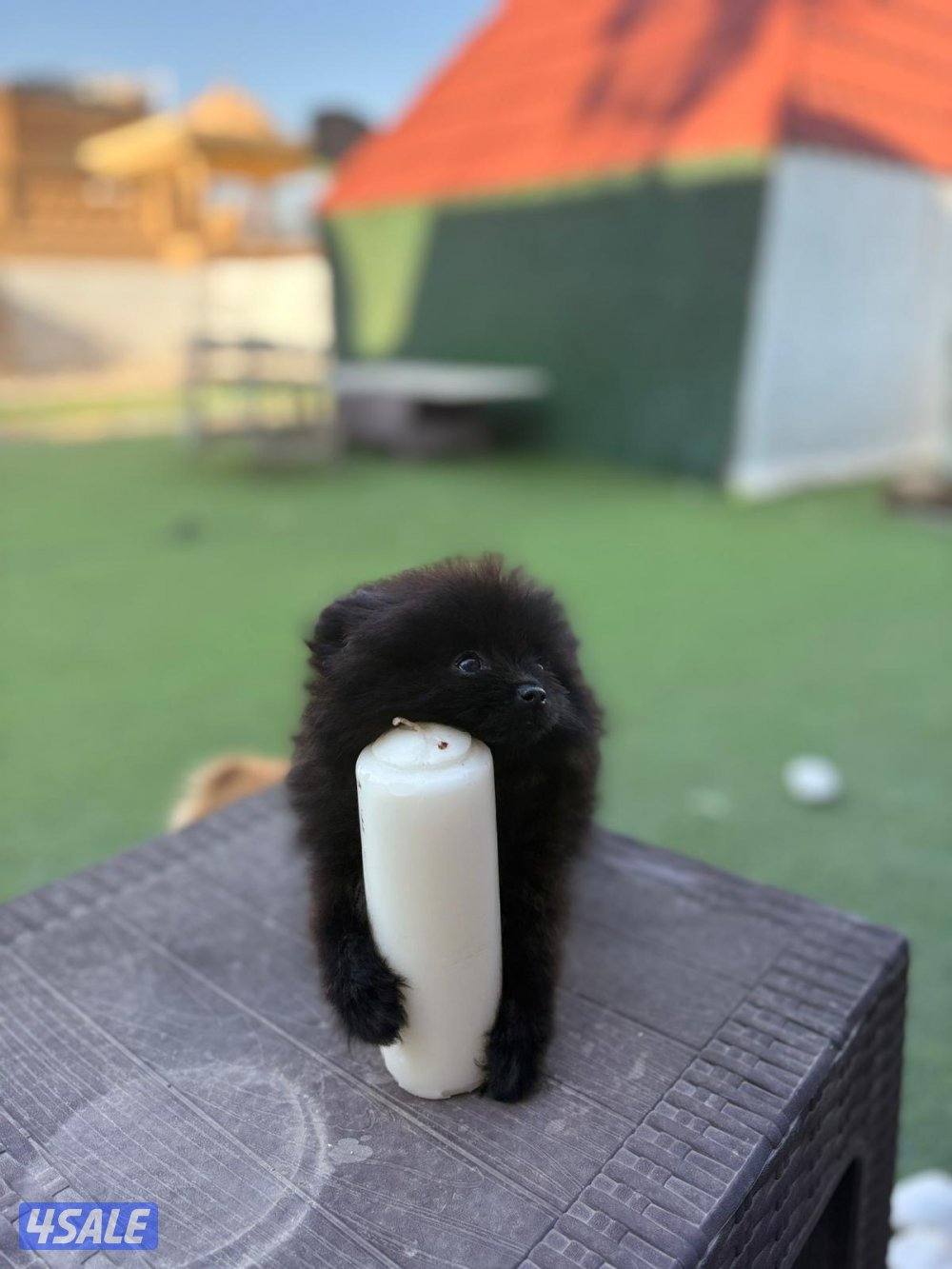 منطقه سلوي7