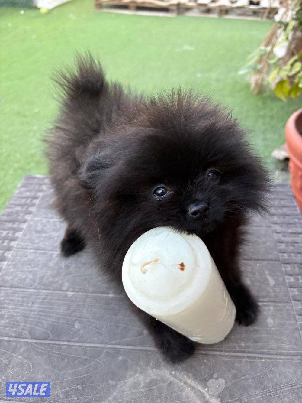 منطقه سلوي8