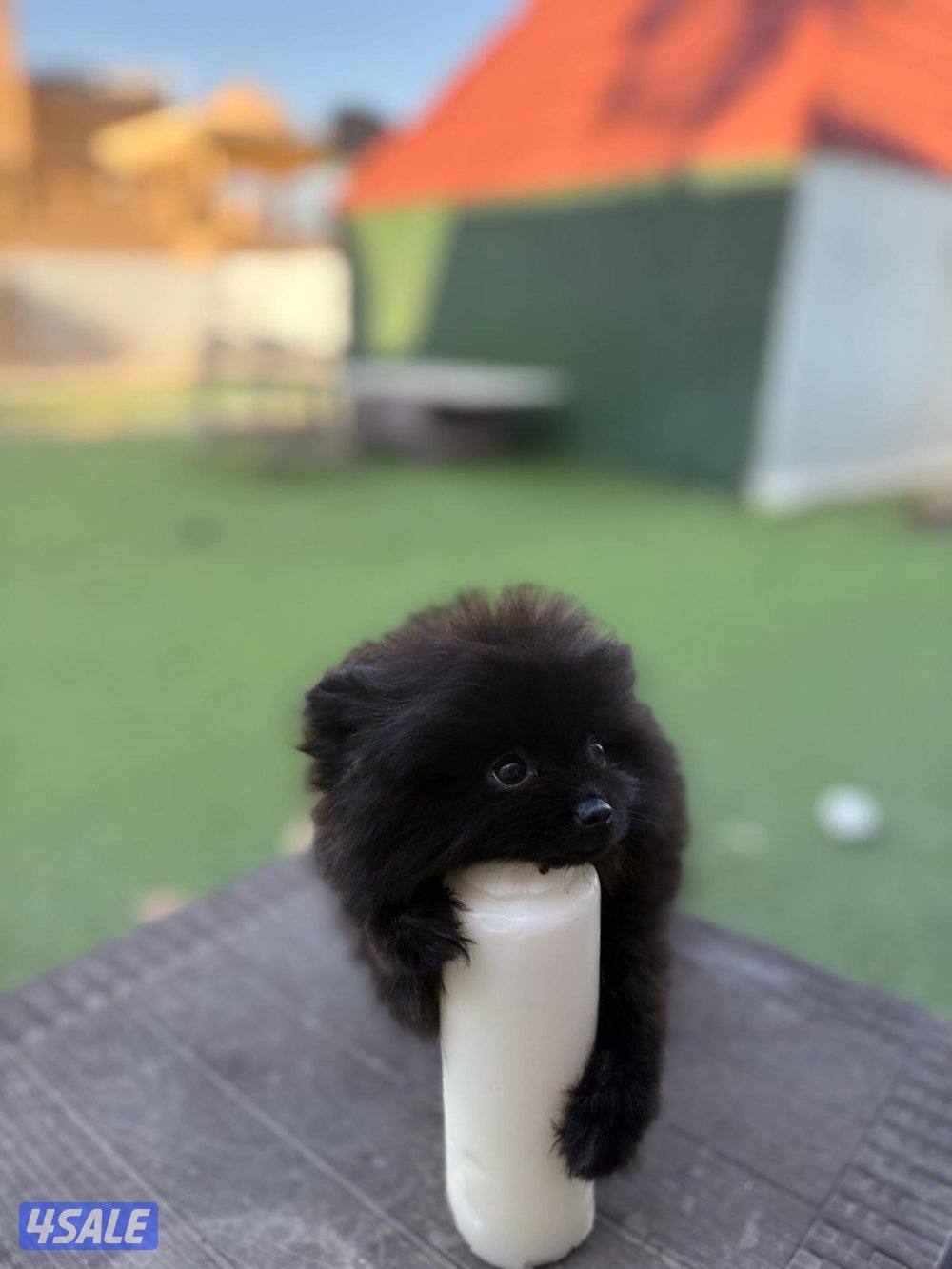 منطقه سلوي9