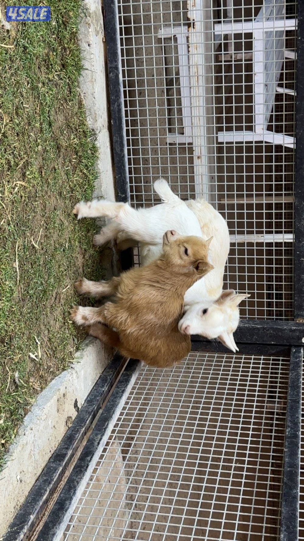 للبيع الماعز القزم جيكي بيور0