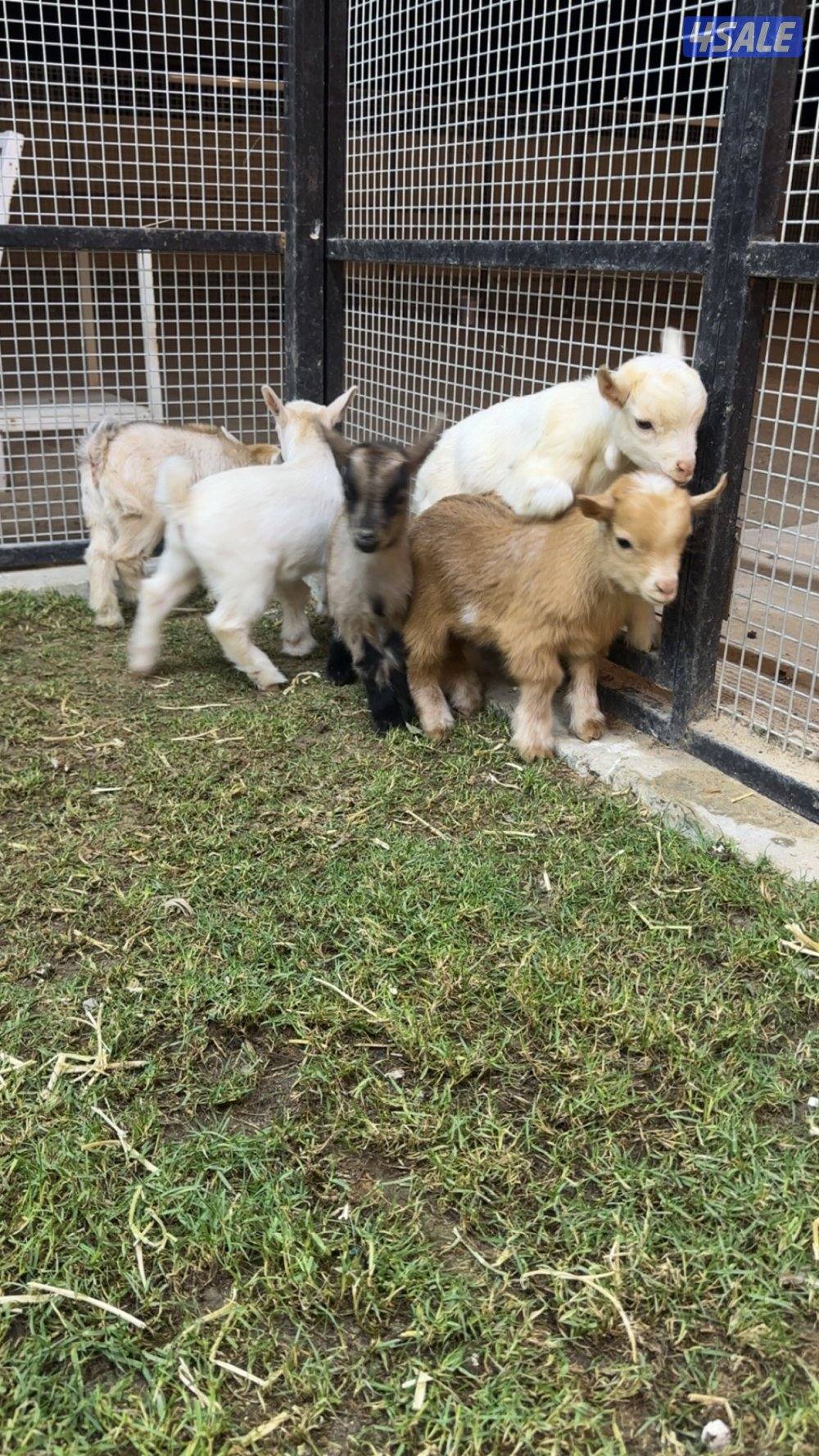 للبيع الماعز القزم جيكي بيور1