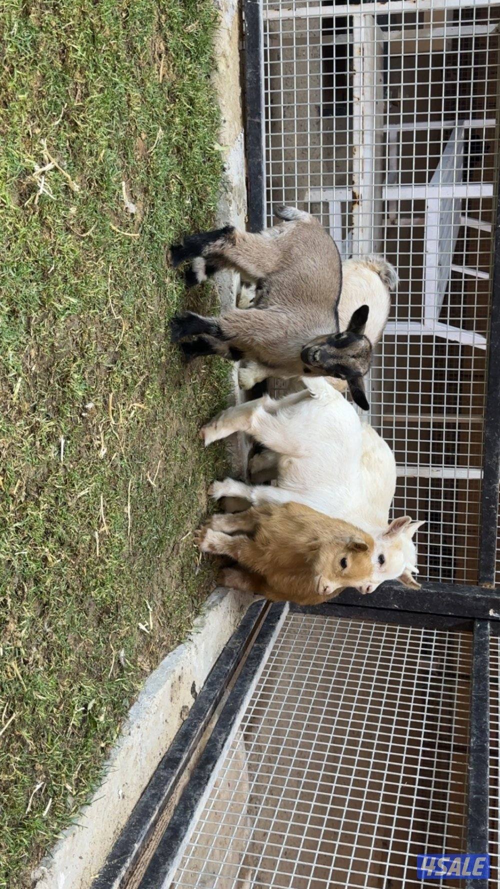 للبيع الماعز القزم جيكي بيور2