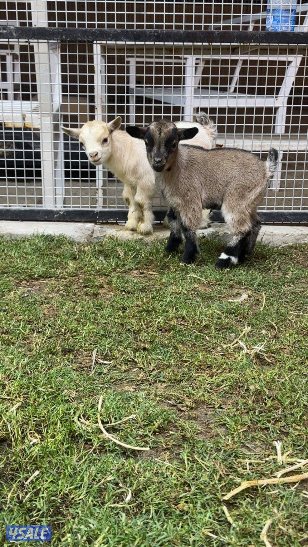 للبيع الماعز القزم جيكي بيور3