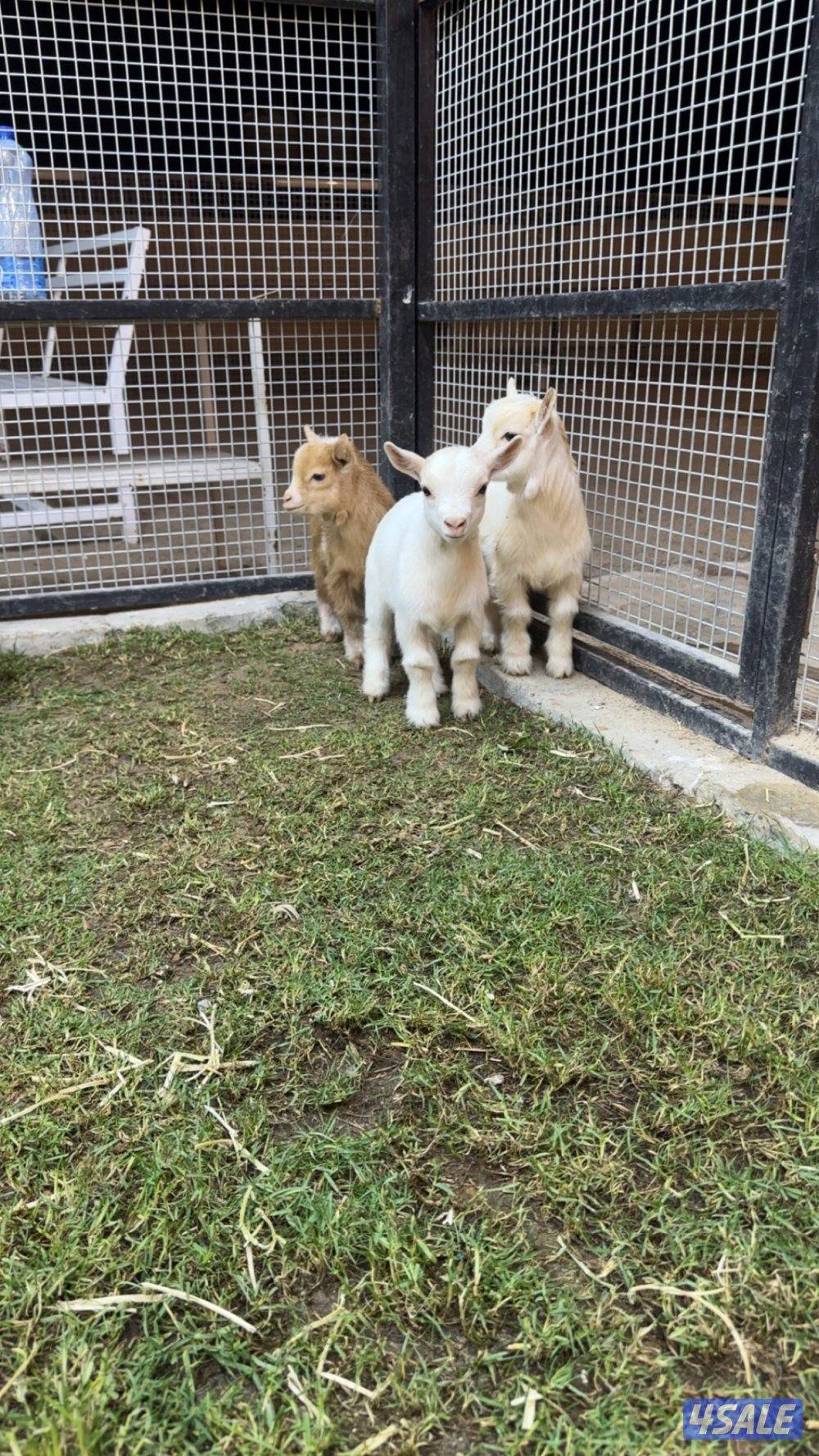 للبيع الماعز القزم جيكي بيور4