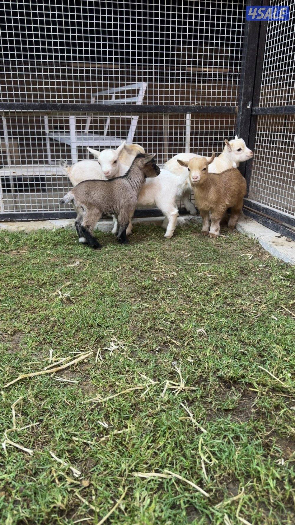 للبيع الماعز القزم جيكي بيور5