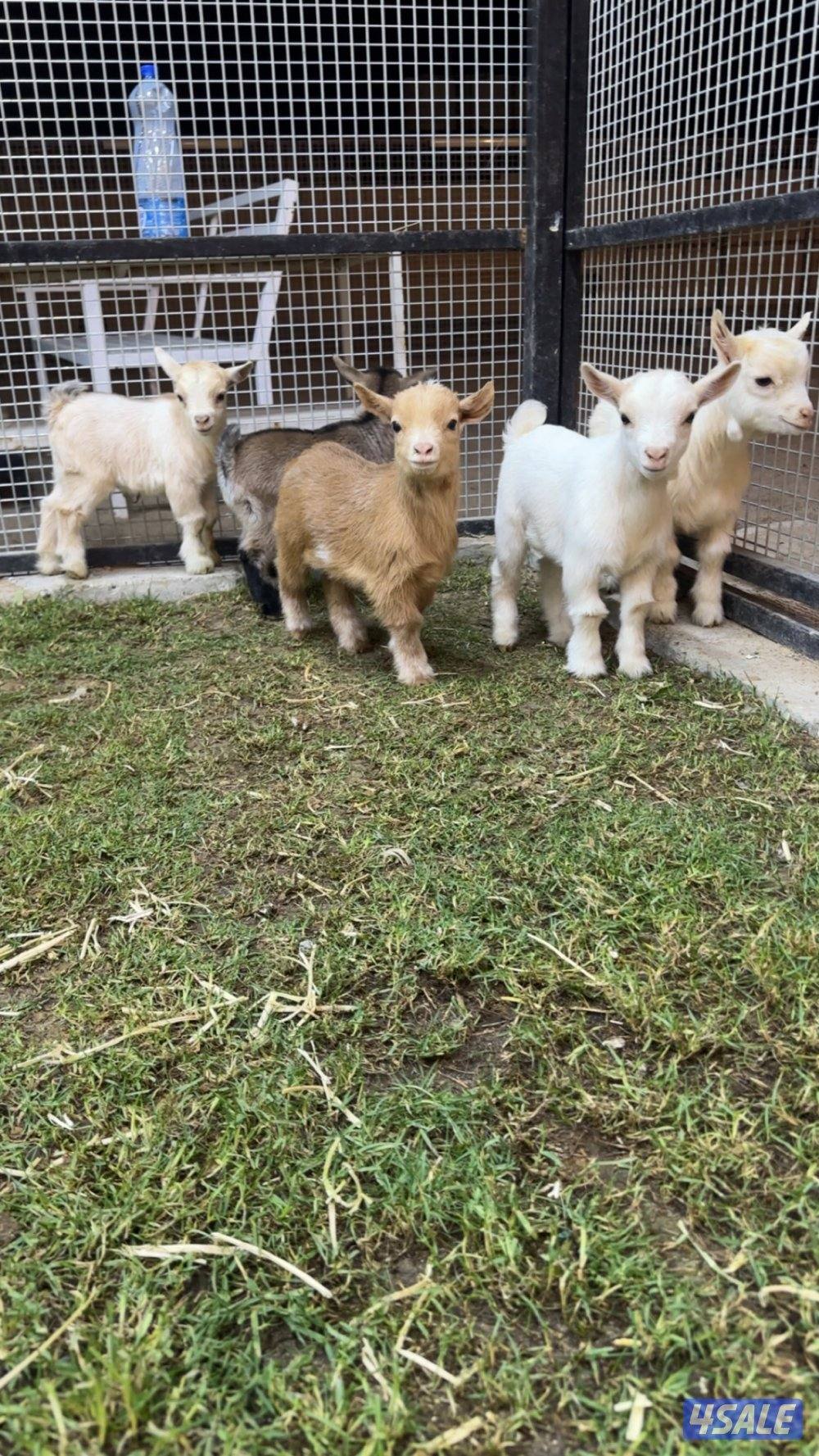 للبيع الماعز القزم جيكي بيور6