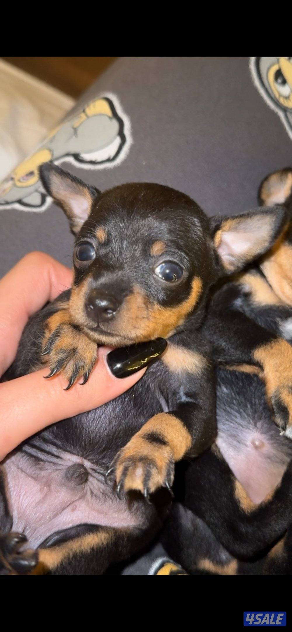 Puppy minature pinscher0