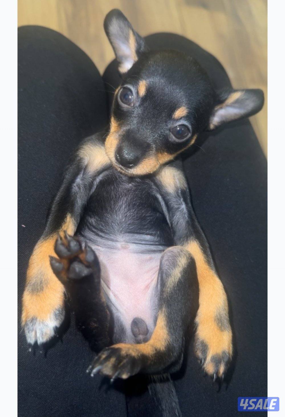 Puppy minature pinscher2