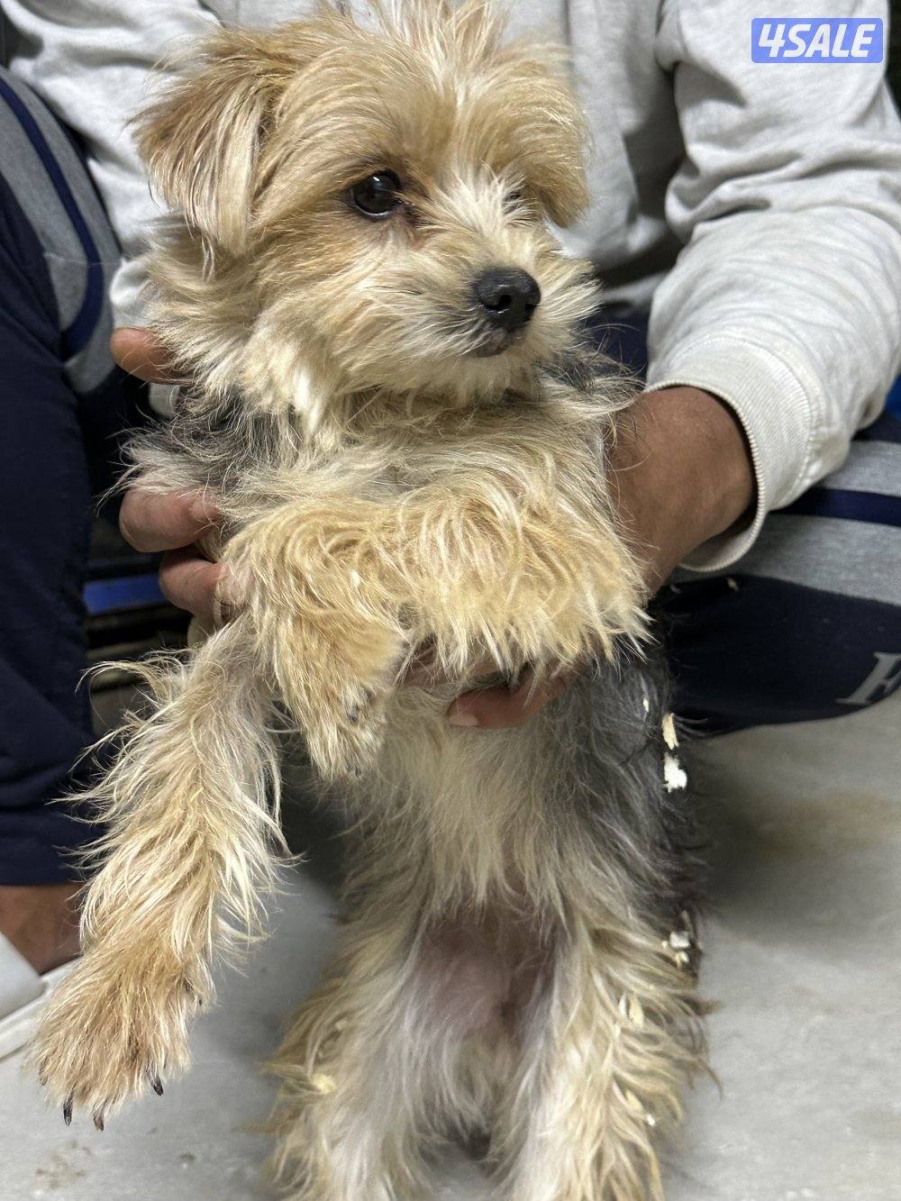 بيعه سريعه يورك شاير و بومرينين0