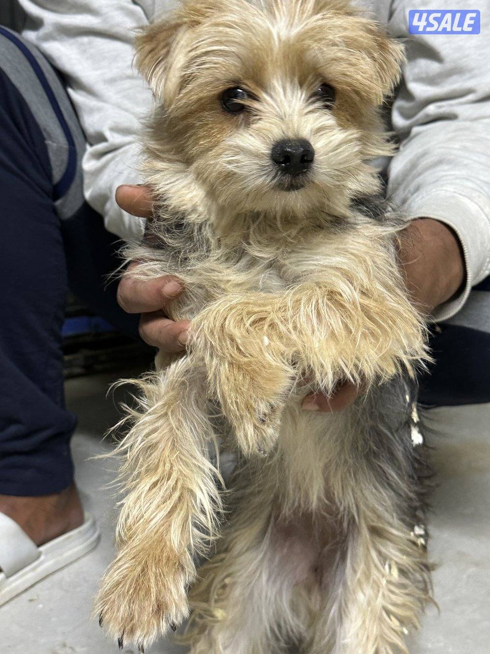 بيعه سريعه يورك شاير و بومرينين1