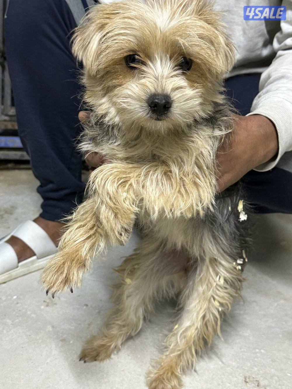 بيعه سريعه يورك شاير و بومرينين2