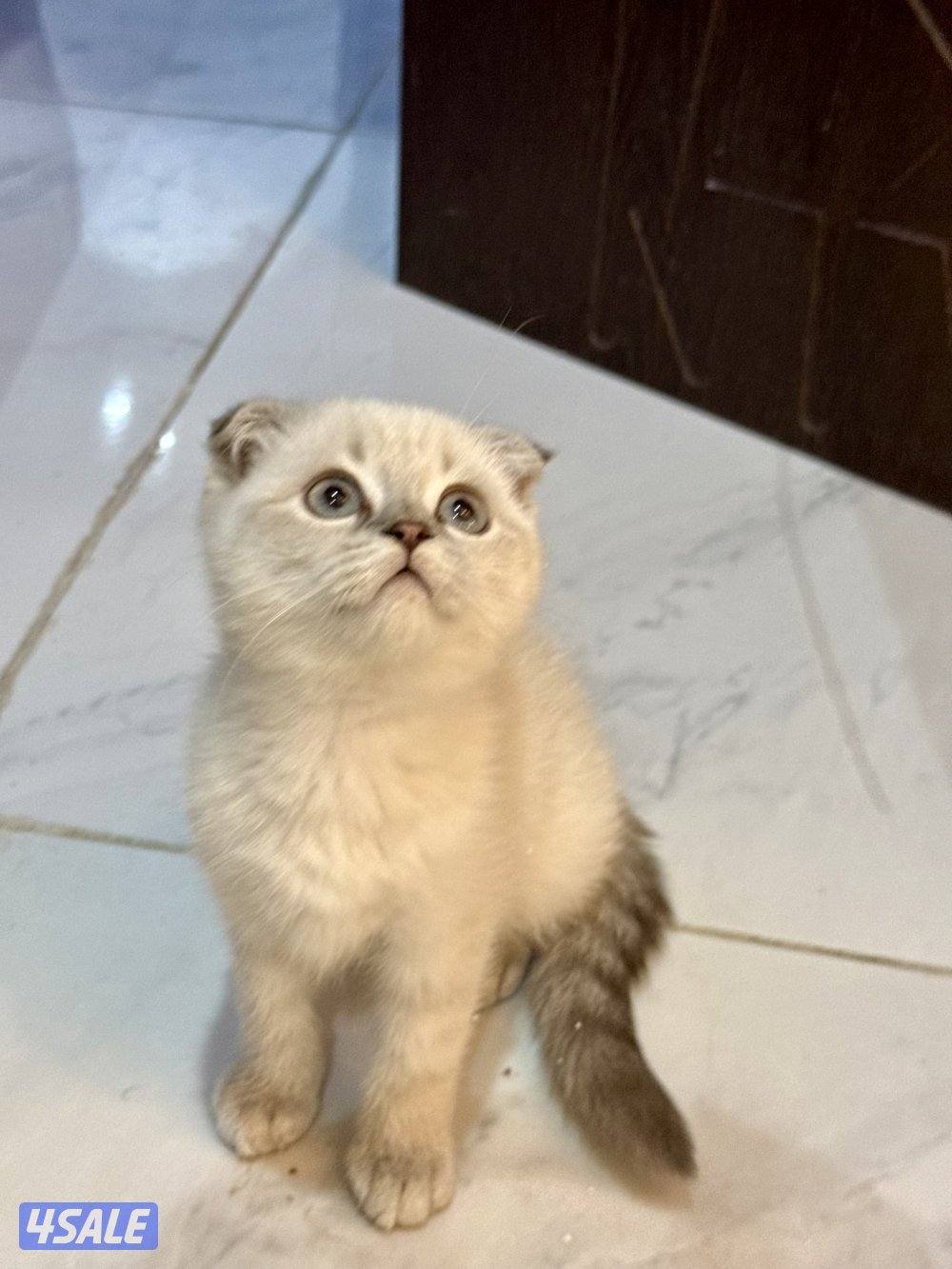 للبيع قطط سكوتش فولد وسكوتش ستريت0