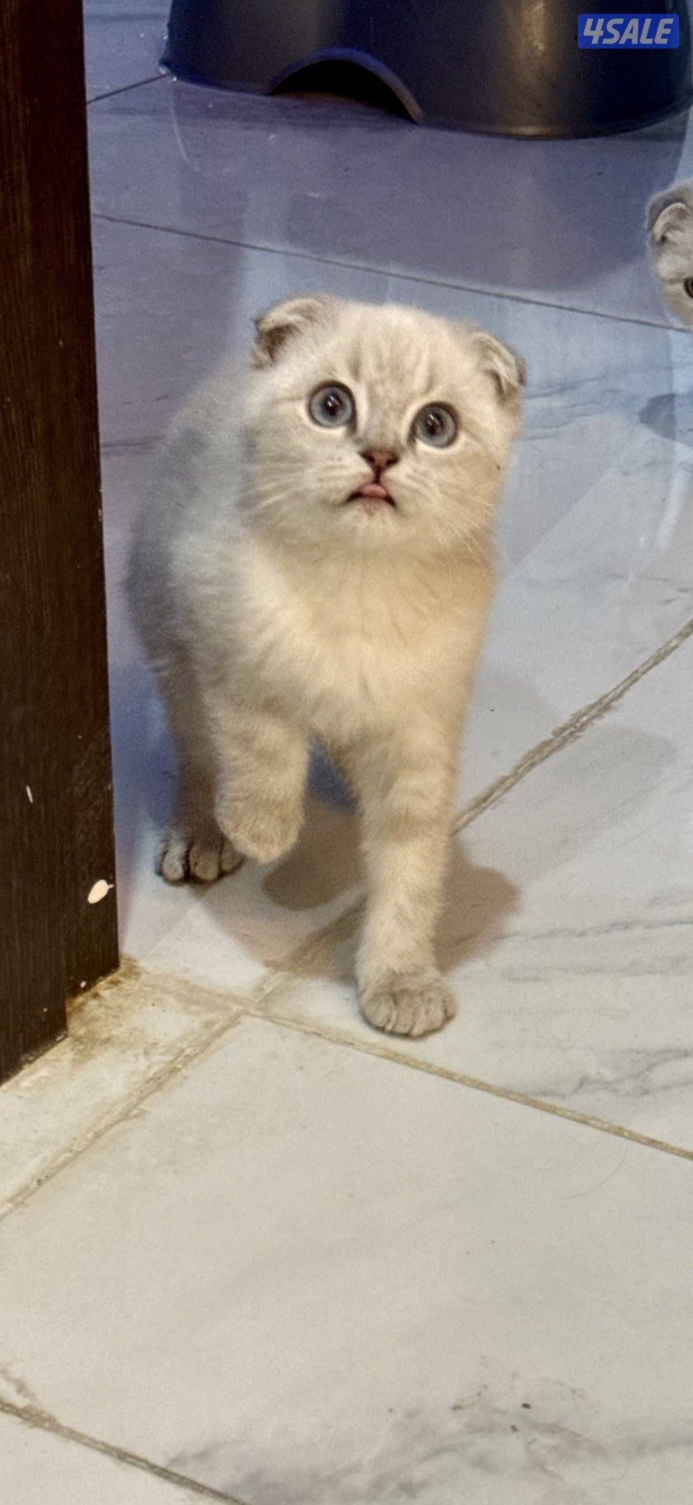 للبيع قطط سكوتش فولد وسكوتش ستريت1