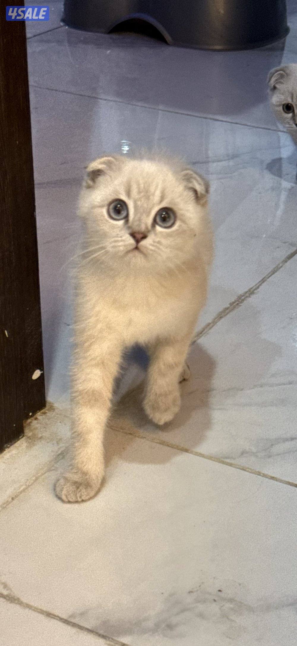 للبيع قطط سكوتش فولد وسكوتش ستريت2