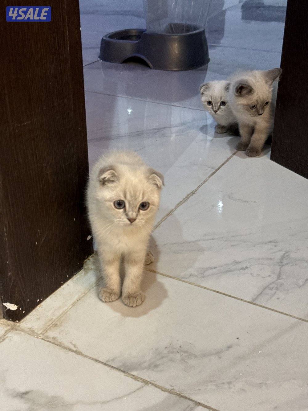 للبيع قطط سكوتش فولد وسكوتش ستريت4