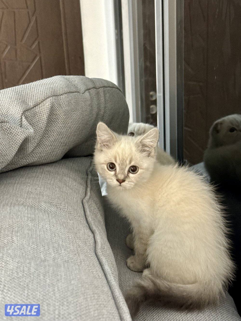 للبيع قطط سكوتش فولد وسكوتش ستريت5