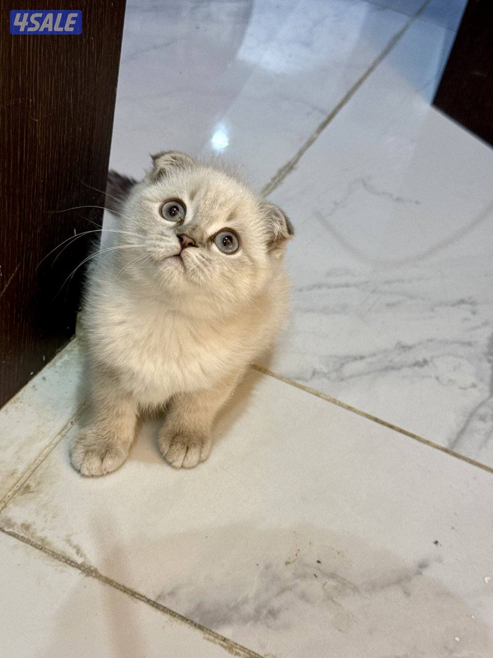 للبيع قطط سكوتش فولد وسكوتش ستريت6