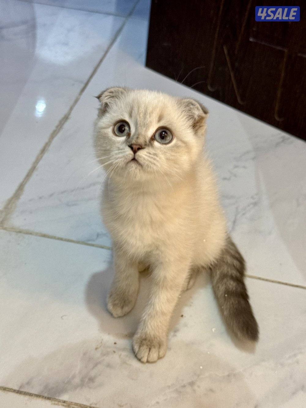 للبيع قطط سكوتش فولد وسكوتش ستريت8