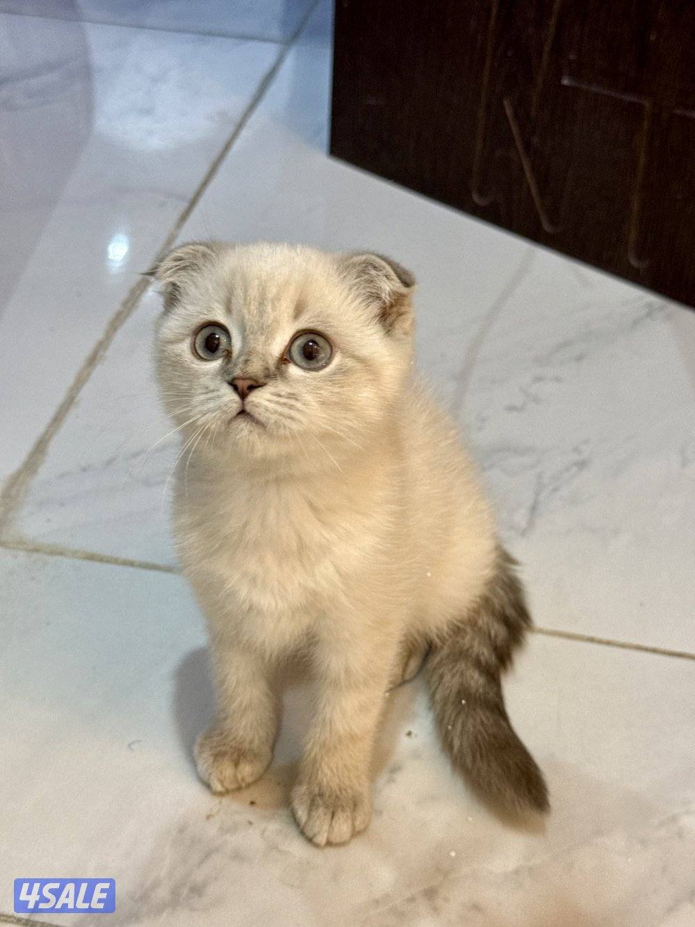 للبيع قطط سكوتش فولد وسكوتش ستريت10