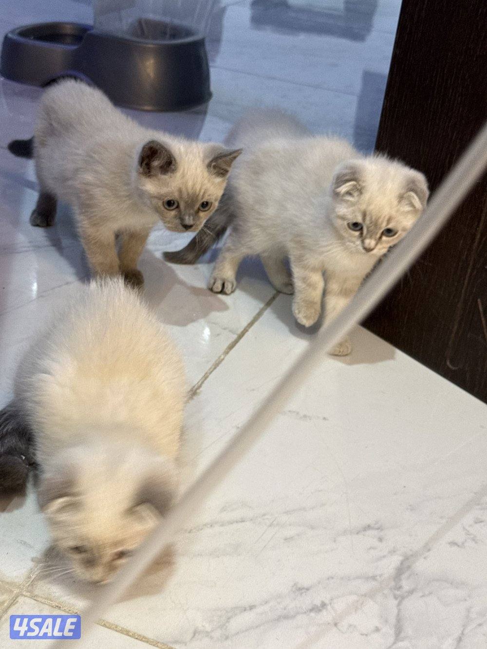 للبيع قطط سكوتش فولد وسكوتش ستريت11