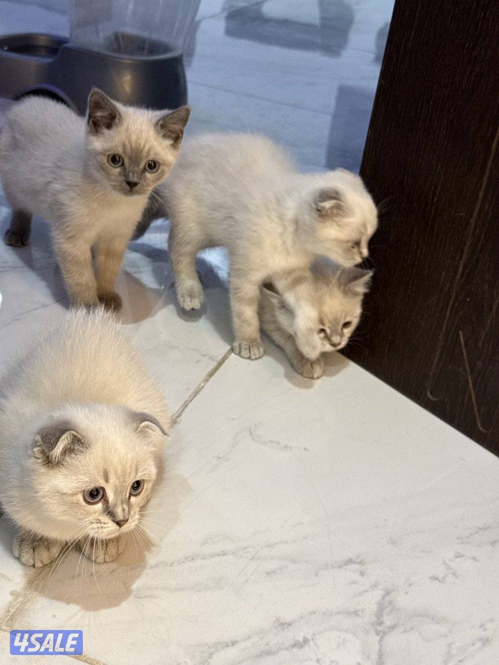 للبيع قطط سكوتش فولد وسكوتش ستريت12