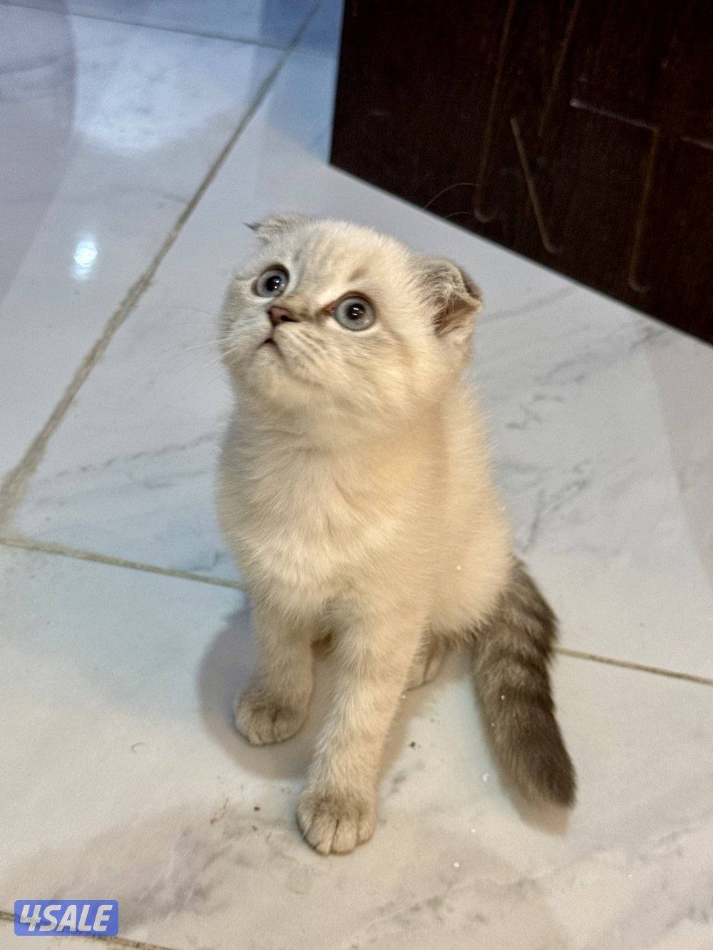 للبيع قطط سكوتش فولد وسكوتش ستريت13