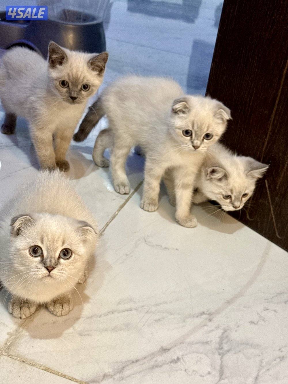 للبيع قطط سكوتش فولد وسكوتش ستريت14