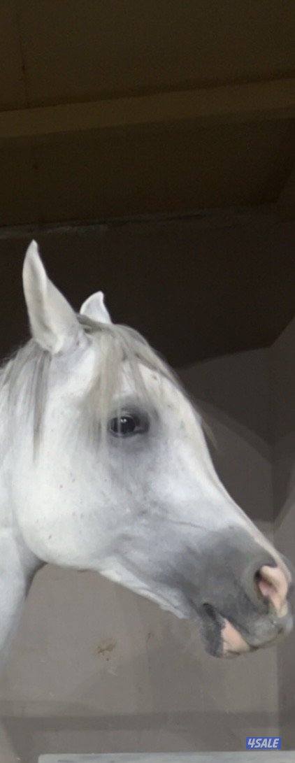 للبيع فرس عربي لديها جواز من بيت العرب ومشاركه في مسابقة جمال الخيل0