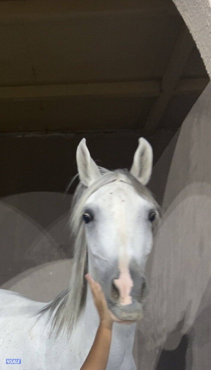 للبيع فرس عربي لديها جواز من بيت العرب ومشاركه في مسابقة جمال الخيل1