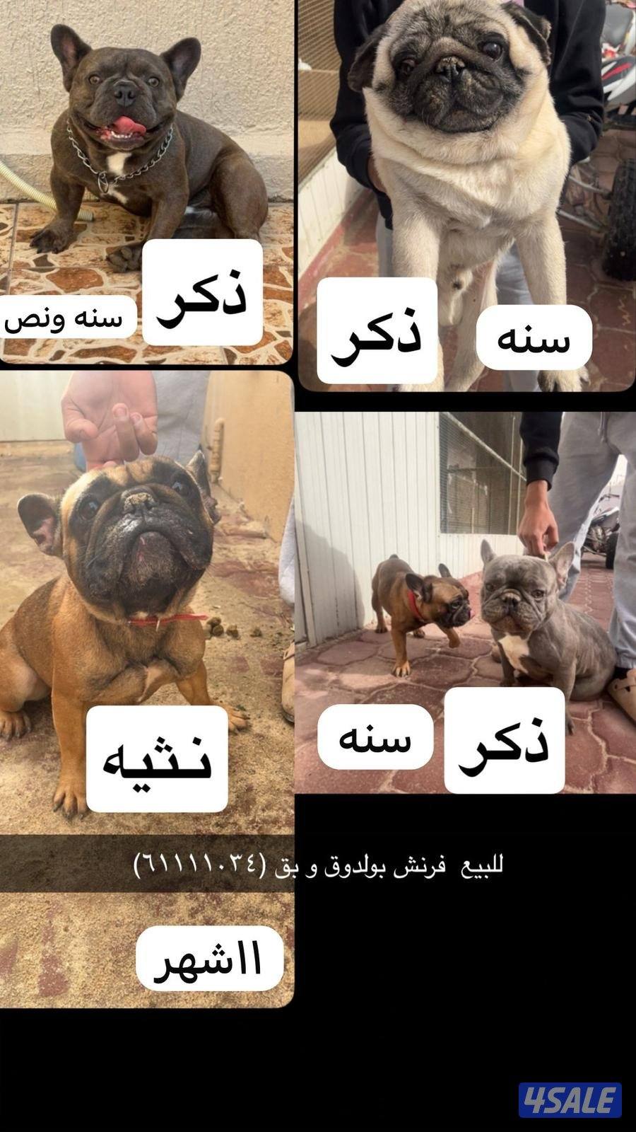 للبيع فرنش بولدوق وبق ودوبر وامريكن بولي0