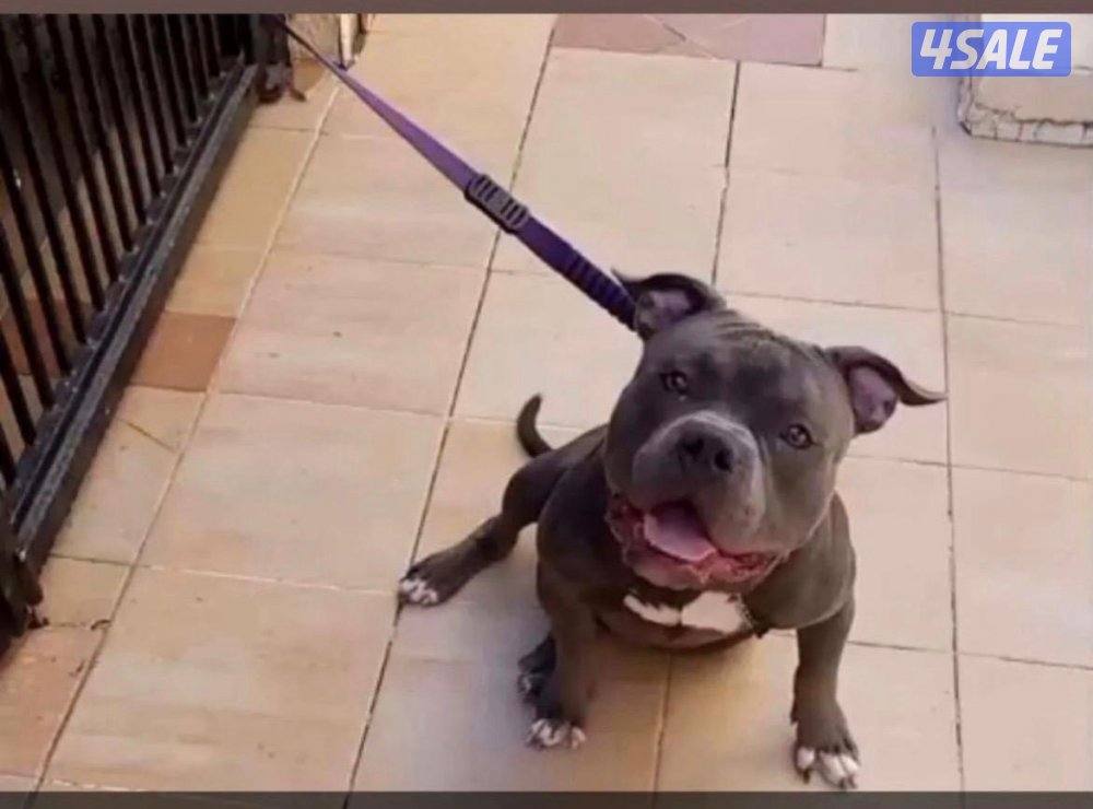 للبيع فرنش بولدوق وبق ودوبر وامريكن بولي1