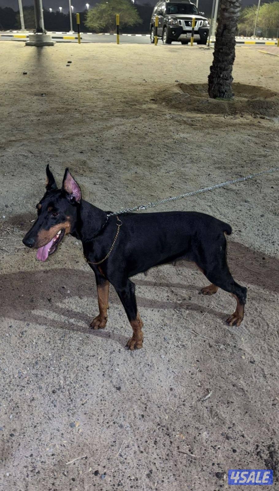 للبيع فرنش بولدوق وبق ودوبر وامريكن بولي2