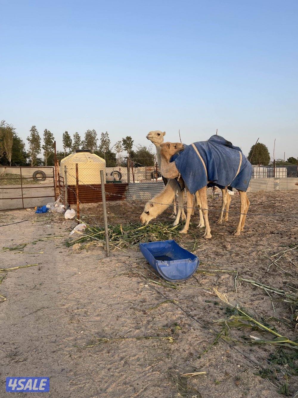 ثلاث ابل وضح0