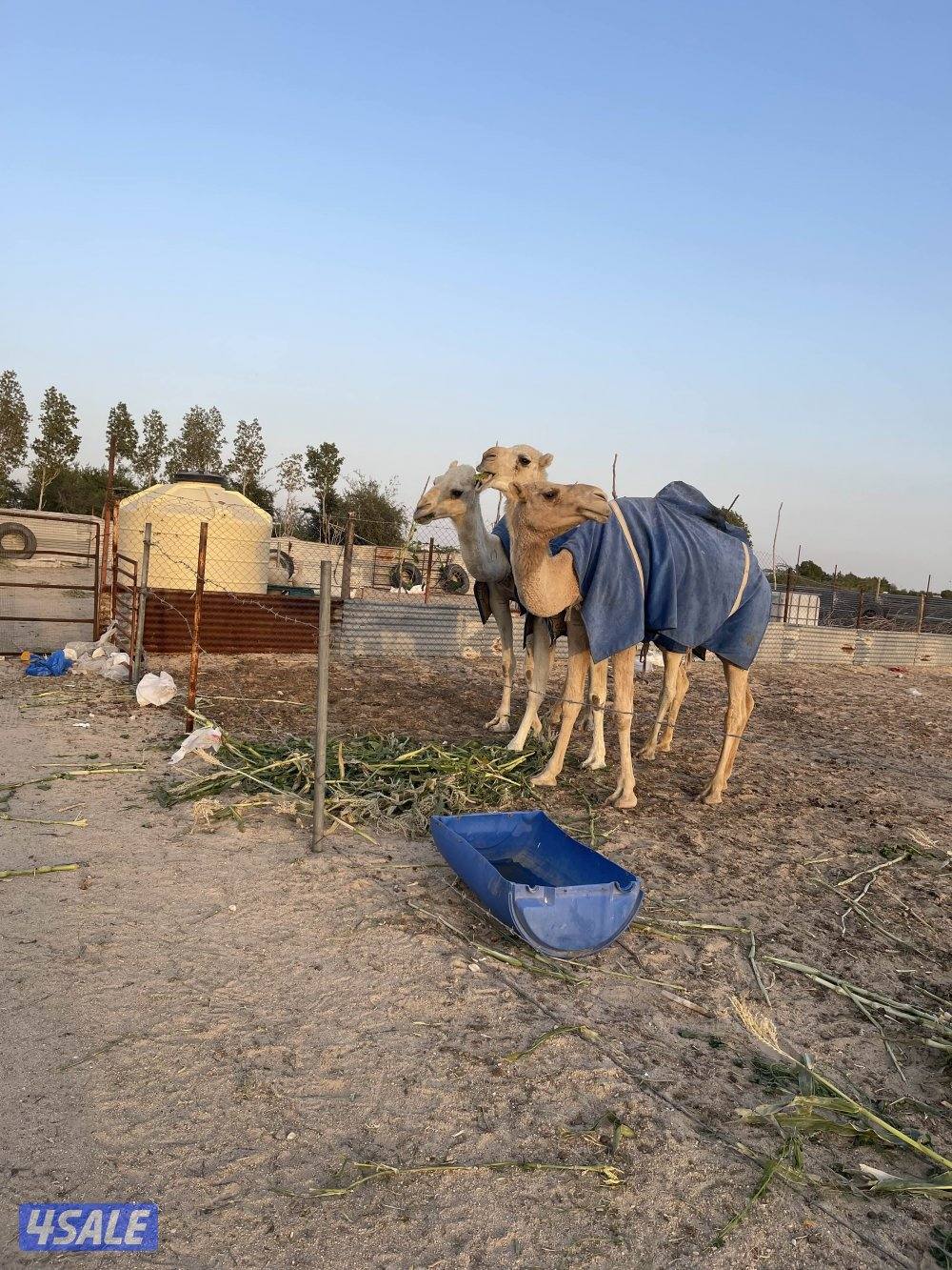 ثلاث ابل وضح1