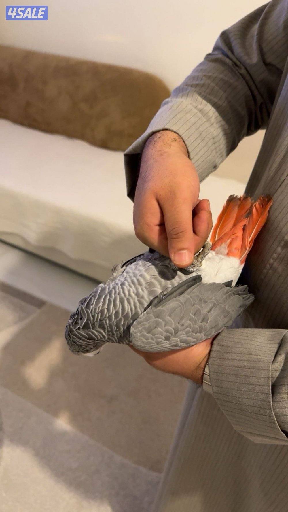 كاسكو ربوة0