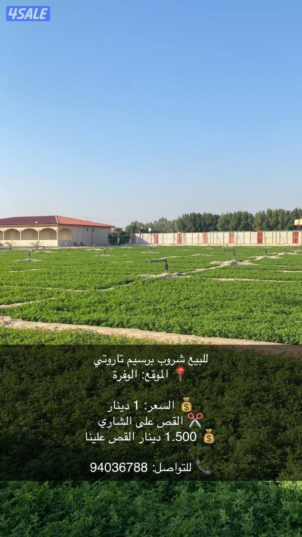 برسيم تاروتي0