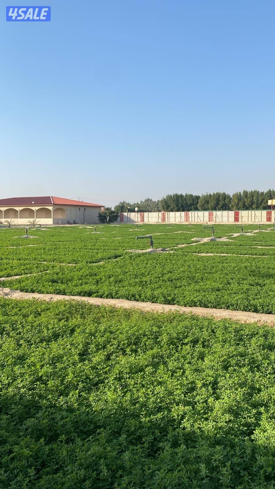 برسيم تاروتي1