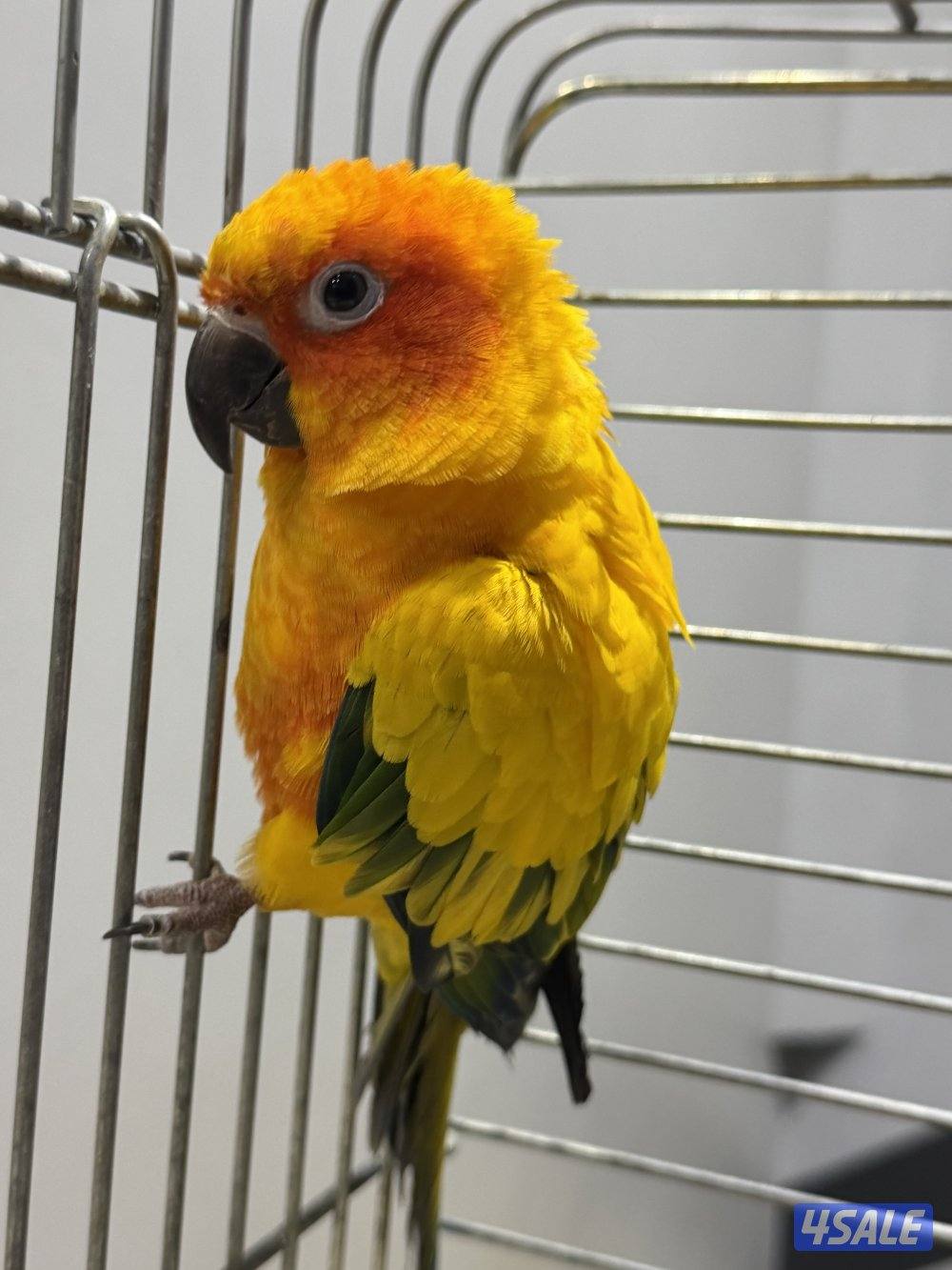 للبيع صن كنيور0