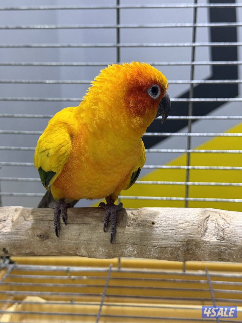 للبيع صن كنيور1