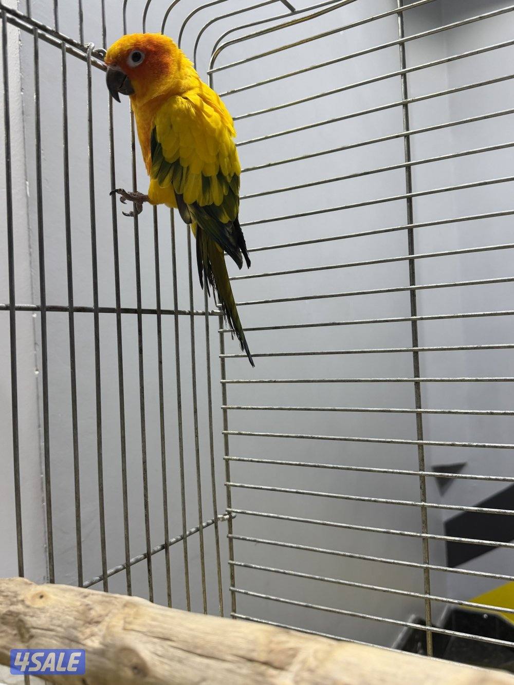 للبيع صن كنيور3