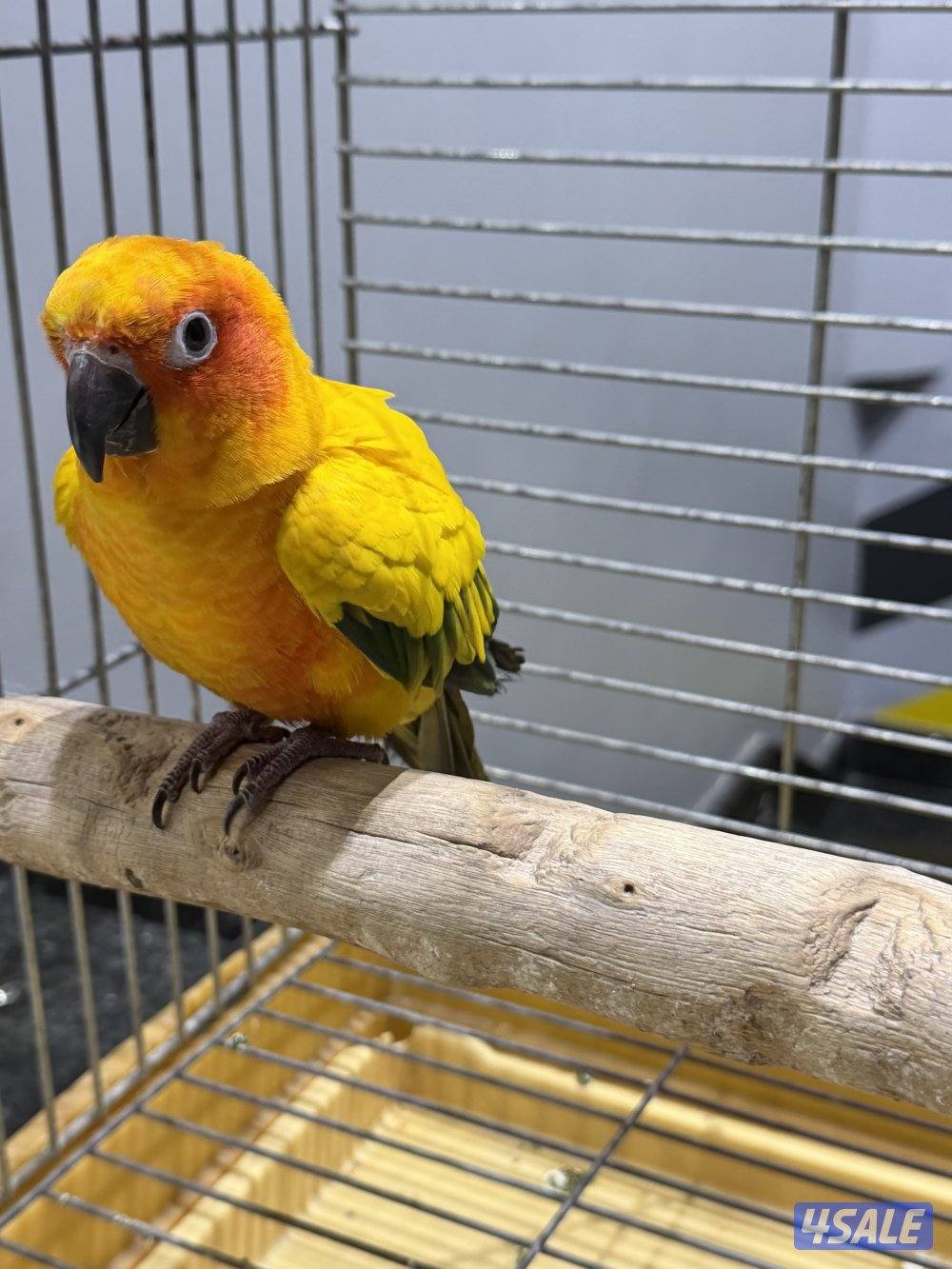 للبيع صن كنيور4