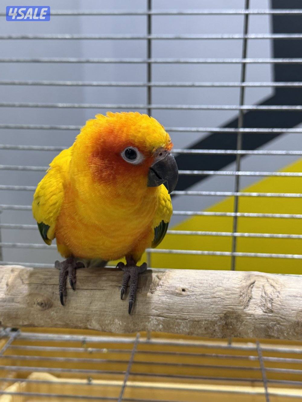 للبيع صن كنيور5