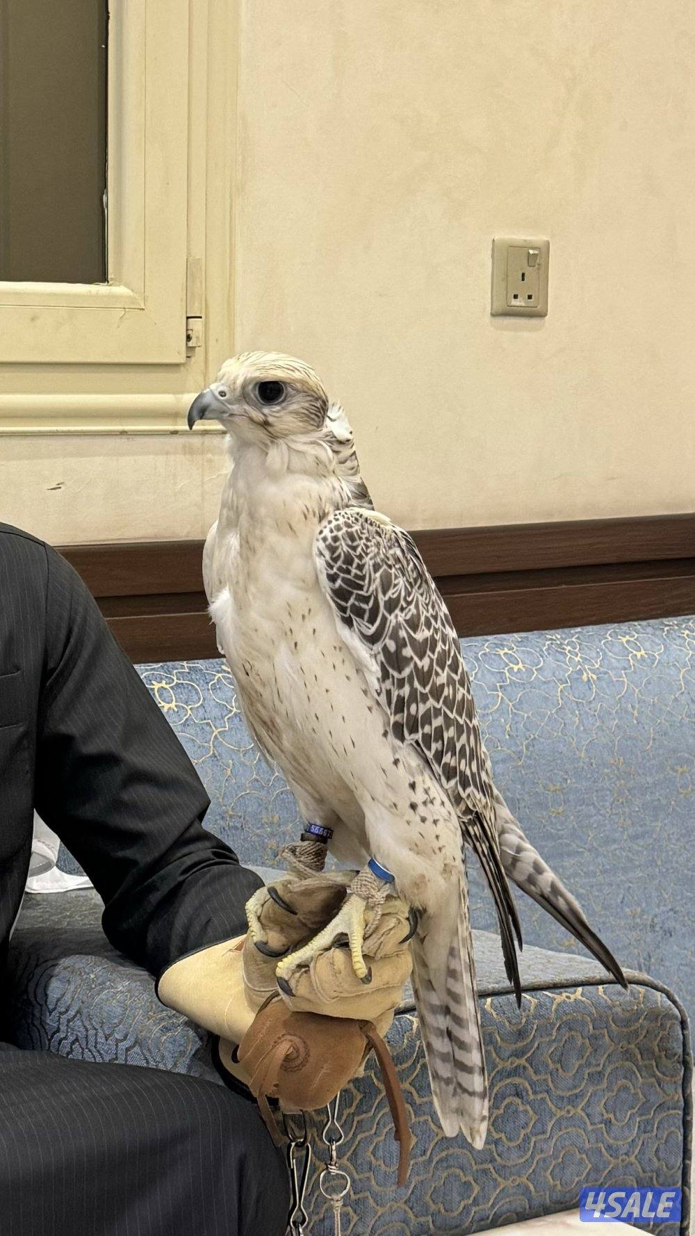 للبيع جير حر0