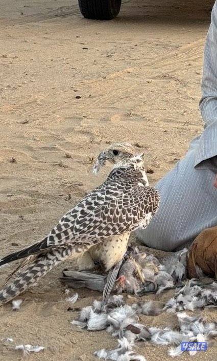 للبيع جير حر3