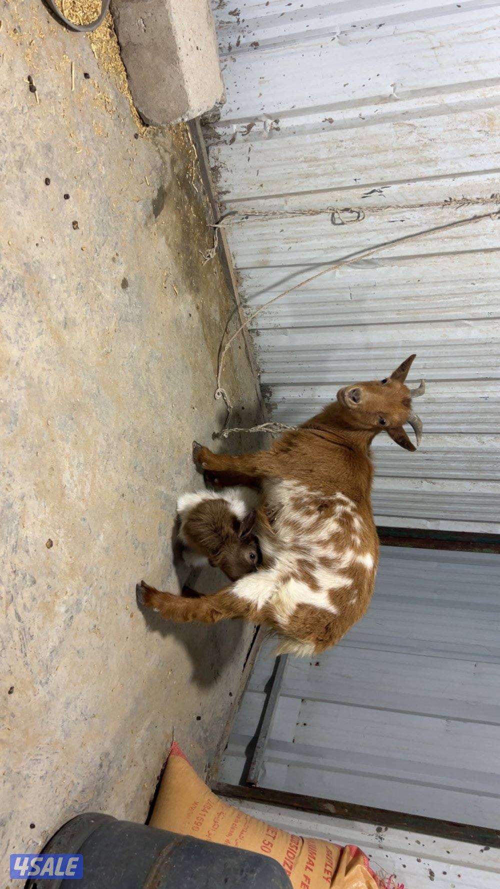 للبيع مطفل جيكية ثني سن وديد تحتها تيس التواصل واتساب0